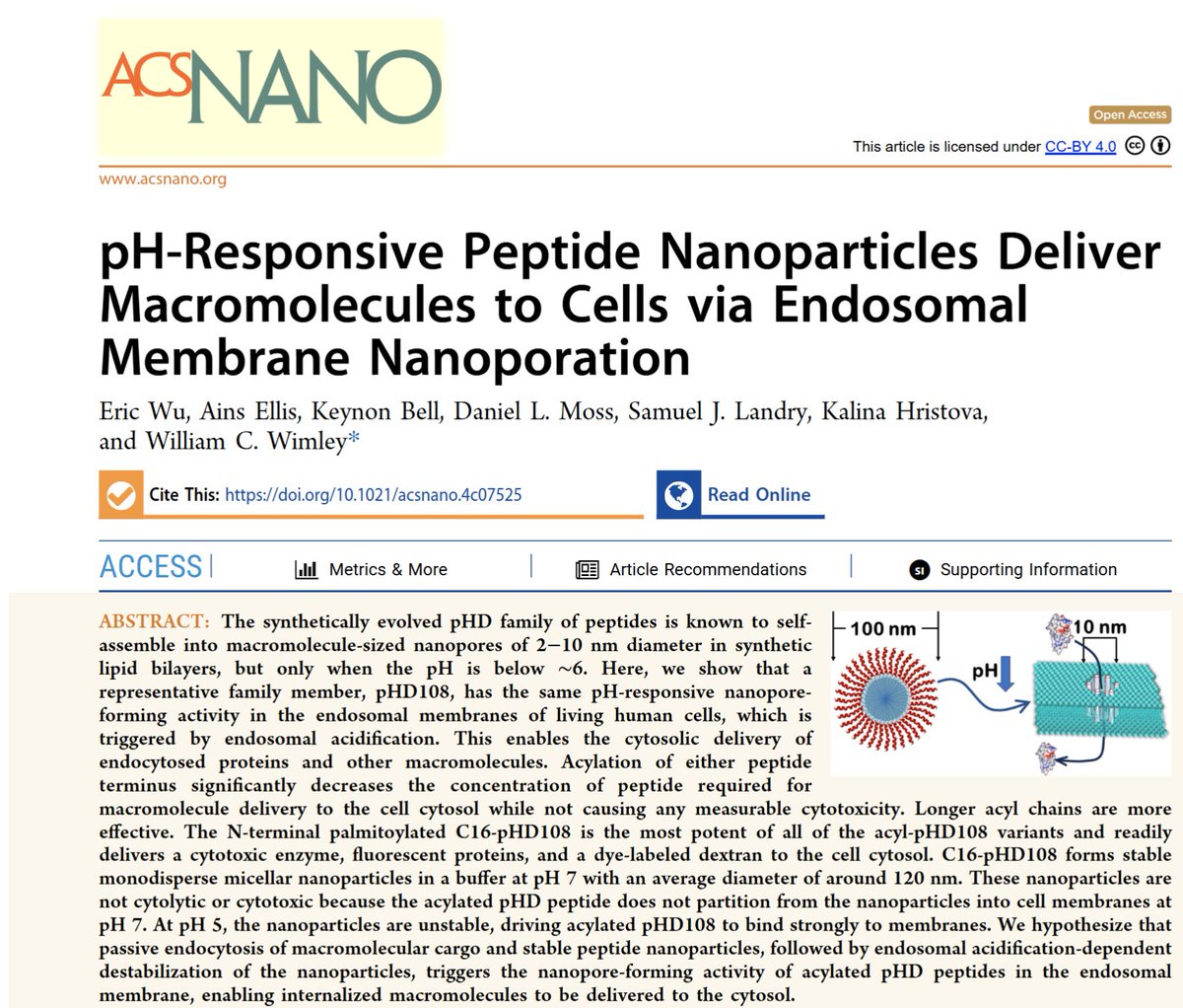 WilliamWimley's tweet photo. New Paper Alert.  A LONG-running collaborative project on peptide evolution continues to evolve in interesting directions! @HristovaLabJHU 
pH-Responsive Peptide Nanoparticles Deliver Macromolecules to Cells via Endosomal Membrane Nanoporation | ACS Nano https://t.co/MxUYSPnUyD https://t.co/IG9e3F9au9