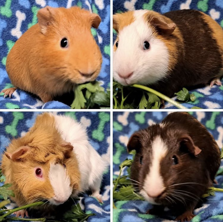 Critter Corral GPR tweet media