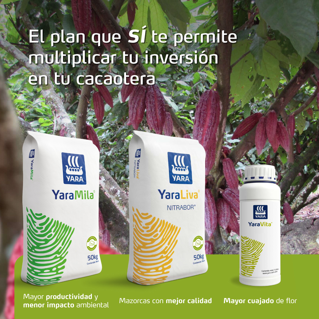 ¡Llegó el boom cacaotero! Aplica el programa nutricional de Yara y maximiza la productividad de tu cultivo. 
· YaraMila=mayor productividad y menor impacto ambiental. ✅
· YaraLiva NITRABOR=mazorcas de mejor calidad.✅ 
· YaraVita=mayor cuajado de flores y mazorcas productivas.✅