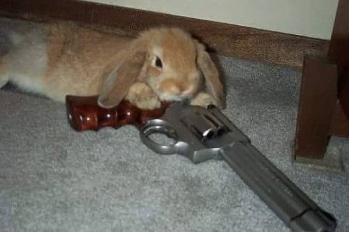 exqress999's tweet photo. don’t know why i wanna #buyagun ? why i wanna #shootmyself ?!!? https://t.co/ascql3hOXi