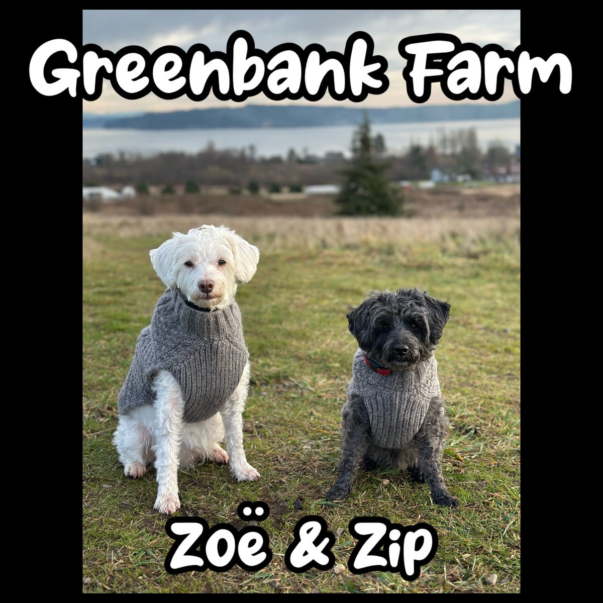 WhidbeyGypsy's tweet image. 🚙Zees’ Adventure Day
Greenbank Farm is a wonderful place! Acres of dog trails, a Master Gardener Education Garden and awesome views! And a doggie store where Mom bought us pumpkin &amp;amp; spice treats!
#BestDay

Do things you love most with those you love best! ❤️Zip &amp;amp; Zoë