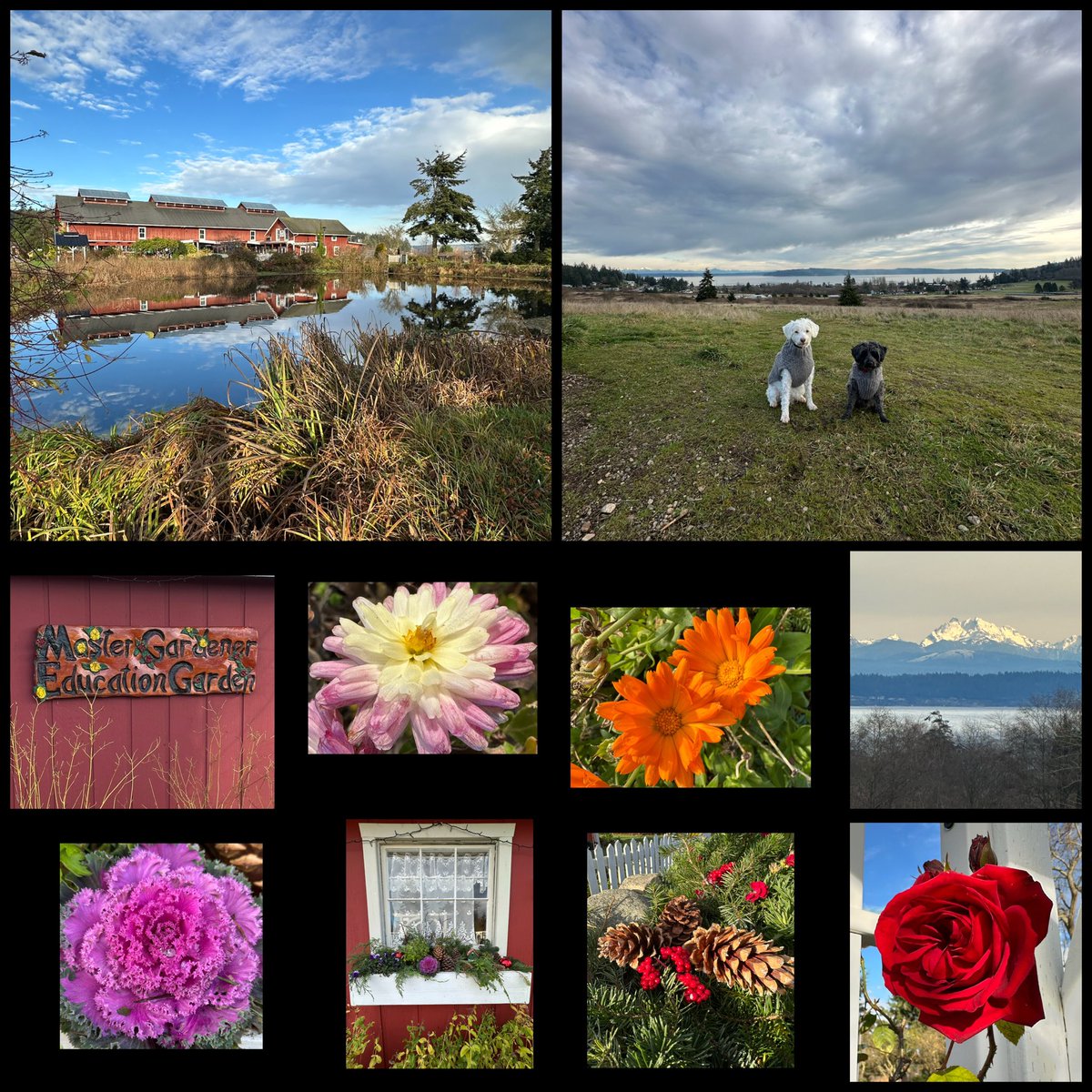 WhidbeyGypsy's tweet image. 🚙Zees’ Adventure Day
Greenbank Farm is a wonderful place! Acres of dog trails, a Master Gardener Education Garden and awesome views! And a doggie store where Mom bought us pumpkin &amp;amp; spice treats!
#BestDay

Do things you love most with those you love best! ❤️Zip &amp;amp; Zoë