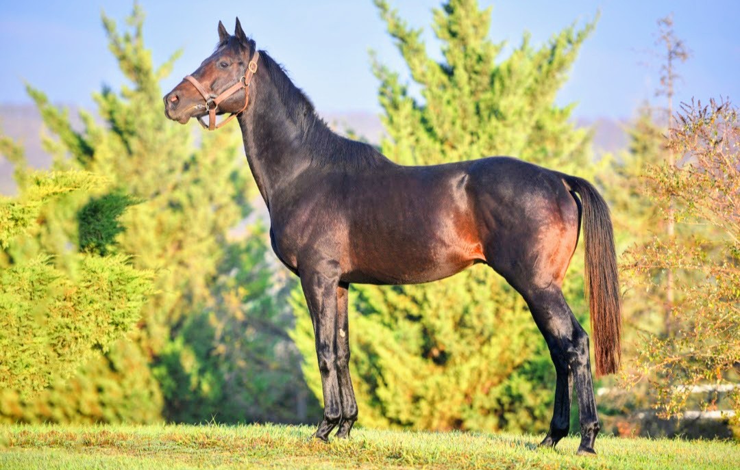 Nisan ayında taylarının kazandığı 3 adet Şart-1 koşu ile aygırlık kariyerine başlayan ve First Crop taylara göre kazanç sıralamasında önemli bir yerde bulunan aygırımız KINOWA, 50.000 TL yetiştirici dostu fiyatı ile Karacabey Pansiyon Hara'da <a href="/AygirKinowa/">Kinowa Stallion</a>