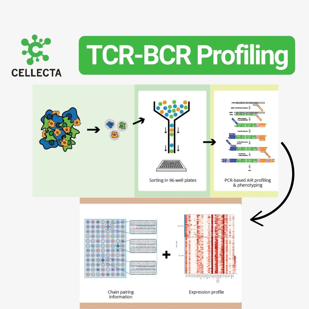 CELLECTA's tweet photo. Delve into the innovative world of T-cell and B-cell receptor profiling with Cellecta’s single-cell AIR TCR-BCR Profiling!
https://t.co/GKl5LqS2Yy
#ImmuneProfiling #TCRBCRProfiling #SingleCellAnalysis #Genomics #Cellecta #BiotechResearch https://t.co/viDTr73Q2h