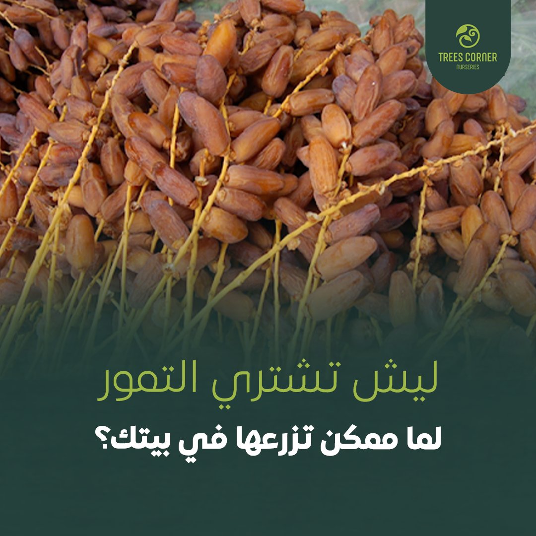 Trees Corner - ركن الأشجار (@cornertrees) / Posts / X
