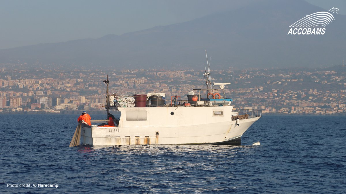 ACCOBAMS's tweet photo. 🌍 Collaborative solutions for the oceans—ACCOBAMS and @Marecamp_CT lead the way in reducing bycatch and depredation impacts.

The Depredation-3 project is a step toward sustainable fisheries.

#SustainableFisheries https://t.co/qSkVJ7Xuau
