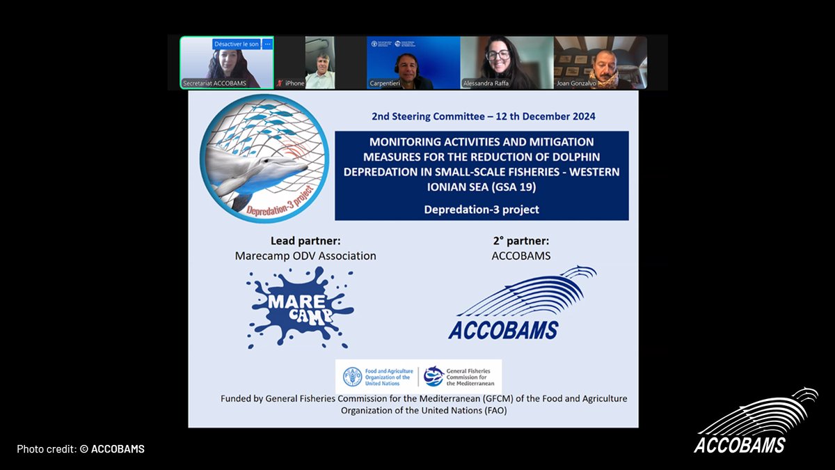 ACCOBAMS's tweet photo. 🌍 Collaborative solutions for the oceans—ACCOBAMS and @Marecamp_CT lead the way in reducing bycatch and depredation impacts.

The Depredation-3 project is a step toward sustainable fisheries.

#SustainableFisheries https://t.co/qSkVJ7Xuau