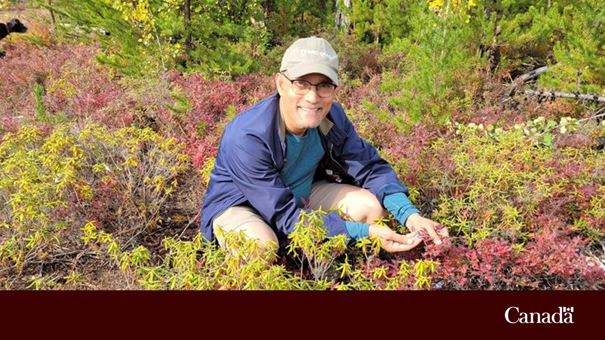 CNRC_NRC's tweet photo. Nos experts en #RechercheAgCNRC collaborent avec la communauté autochtone de la Section locale 9 des Métis de Kineepik en Saskatchewan pour exploiter le plein potentiel des bleuets sauvages.  

https://t.co/kLXVrNflIS 

#DécouvrezleCNRC https://t.co/3vQmGgGIlo