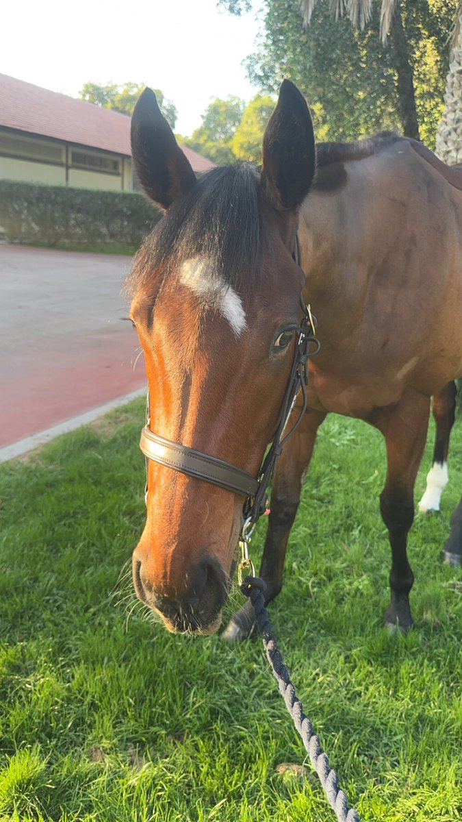 cskelly121's tweet photo. Kings call out on the main track having a routine canter 👑📞 #dubai #dwcc #2024 https://t.co/UQn6FJ5g1O