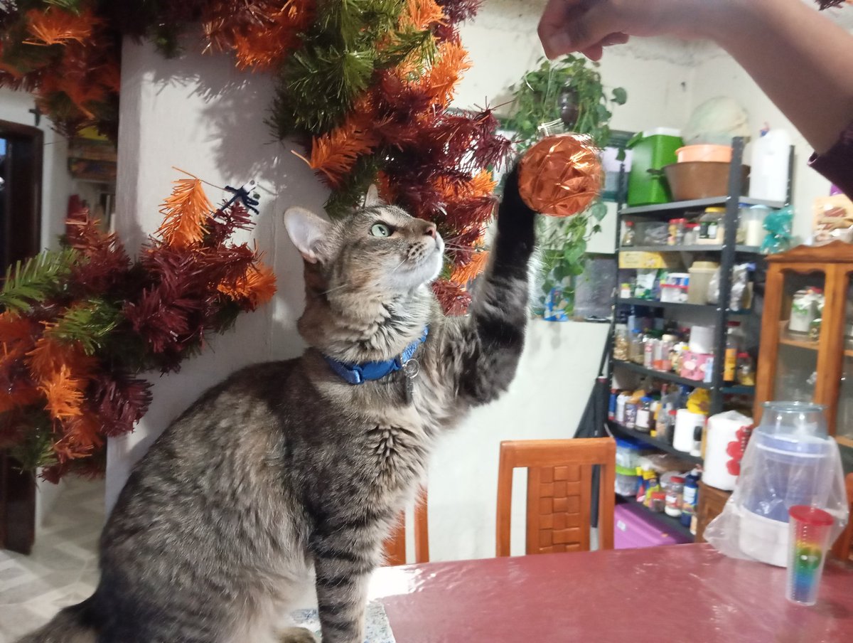 LeticiaOlRa's tweet photo. @josedlujan 1. El Wachini, disfrutando su primera navidad.🐱🎄
2. Leticia, Estado de México 
3. Python 🐍 https://t.co/ojjItrQSW5