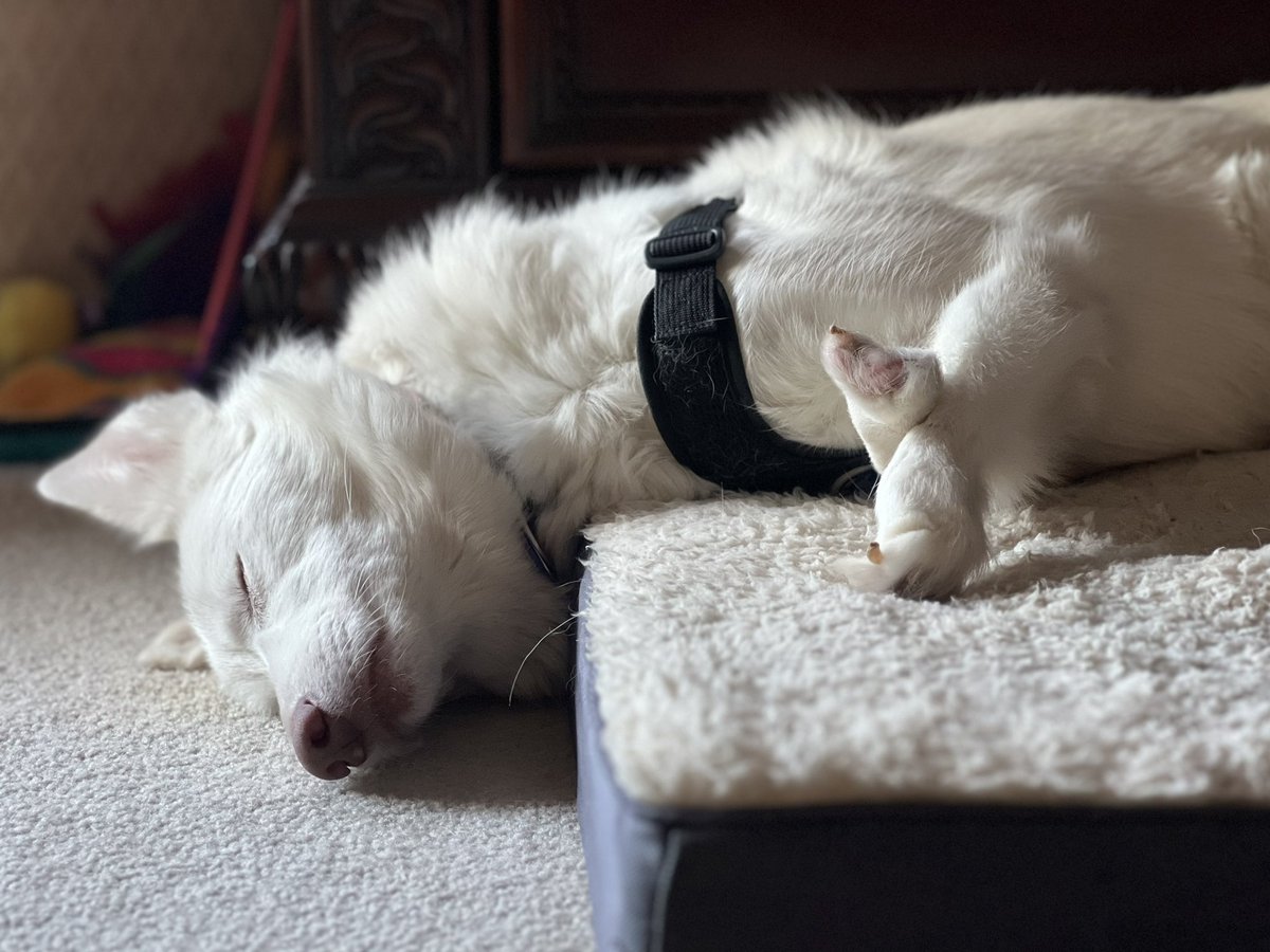 SixbyFire's tweet photo. Luna (harness) and Sadie catch up on their sleep while the hot water heater is being replaced. Also a good view of Luna’s missing front paws. Luna is mostly blind and a bit deaf and Sadie is deaf and only has one good eye. Both the result of poor breeding practices. #DoubleMerle https://t.co/qauiRN93ab