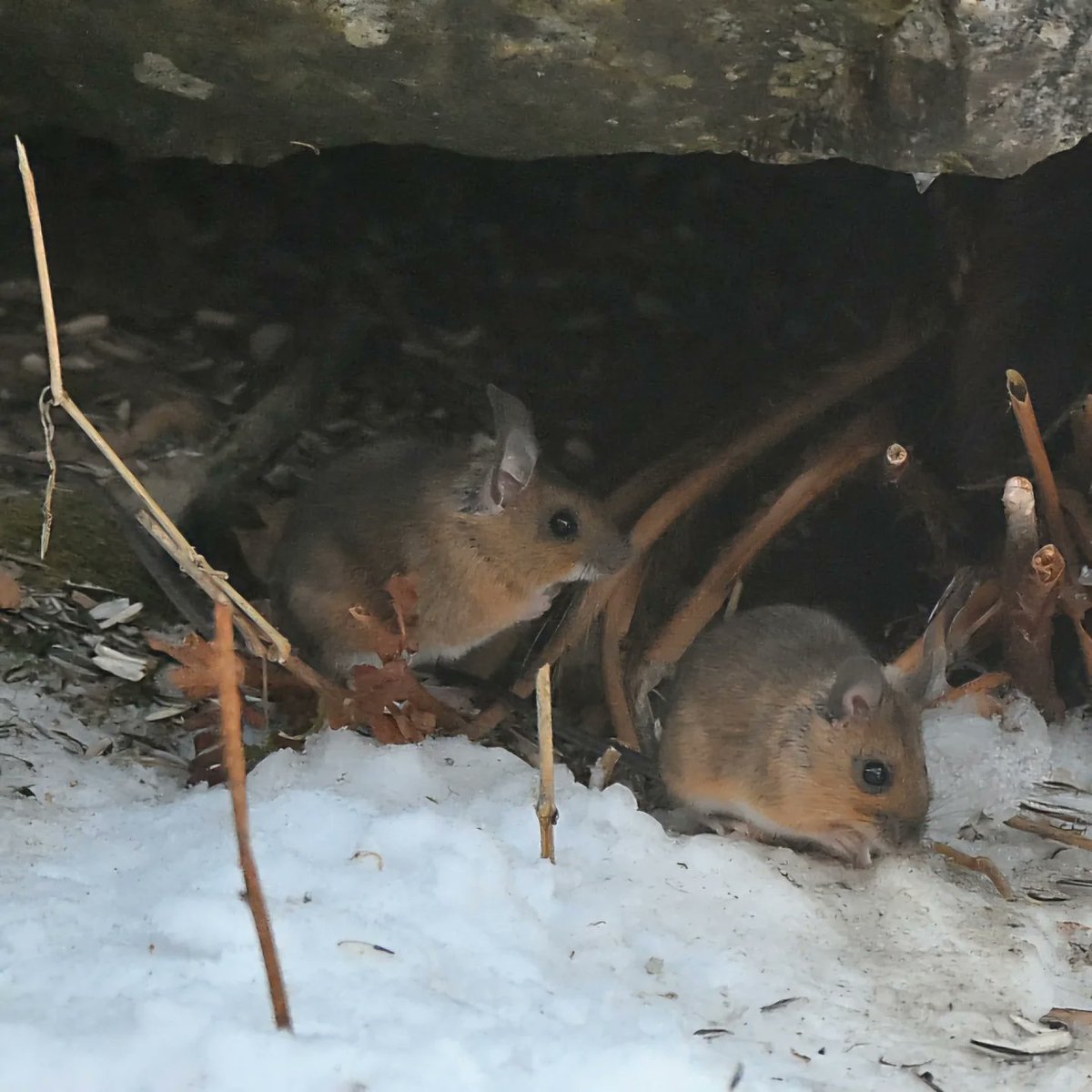A_Hedblom's tweet photo. #Nature #Naturelovers #NaturePhotography #WildlifePhotographer #Sweden #Hälsingland #Swedishnature #skogsmus #fieldmouse 
Cute! 😊 https://t.co/0cxgnlqTQJ