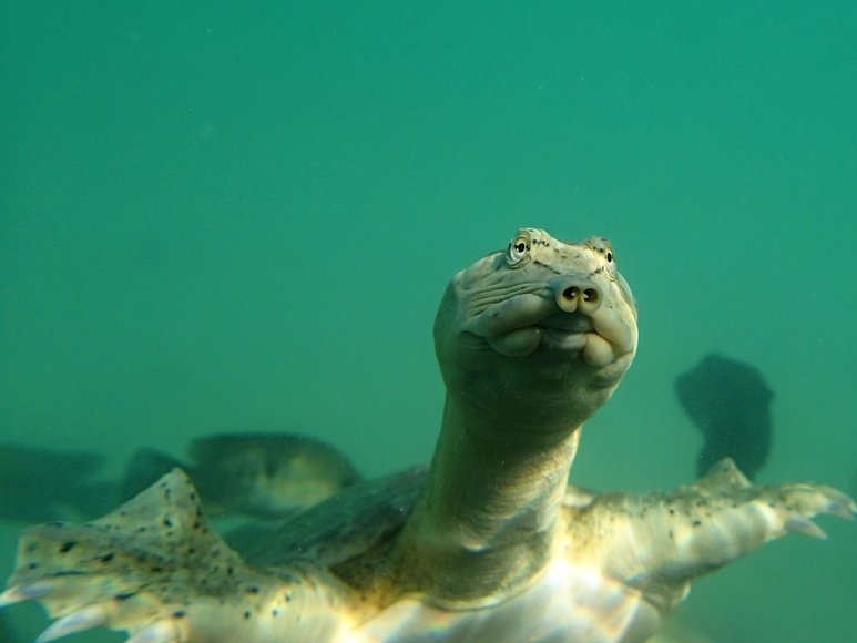 turtletweets's tweet photo. We are so grateful to everyone who has contributed to our Giving Tuesday cause. It’s not too late to make a difference- Join us in protecting the Coahuilan Box Turtle, the Cuatro Ciénegas Slider, the Cuatro Ciénegas Softshell Turtle, and their habitat with a contribution today! https://t.co/hj0HRj6PVm