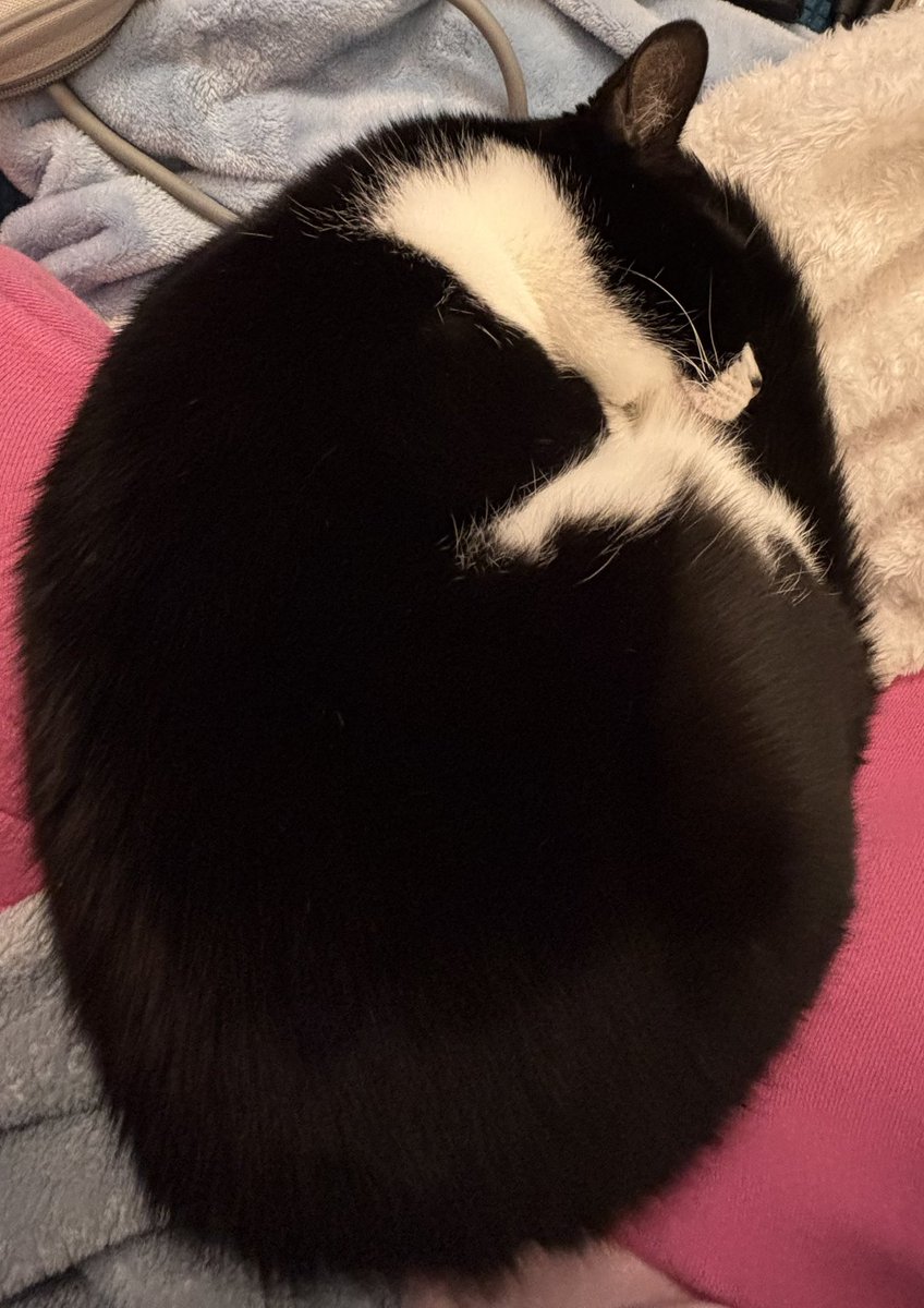 SophieMolly20's tweet photo. Was going to get up and do some things but Sophie decided to lay down on me.
I canโt move so Iโm not being lazy, just keeping a kitty ๐ comfy. It would be a crime to move! #CatsOfTwitter #CatsOfX #ImNotLazy #CatsOnLap https://t.co/GgeRXVsrub