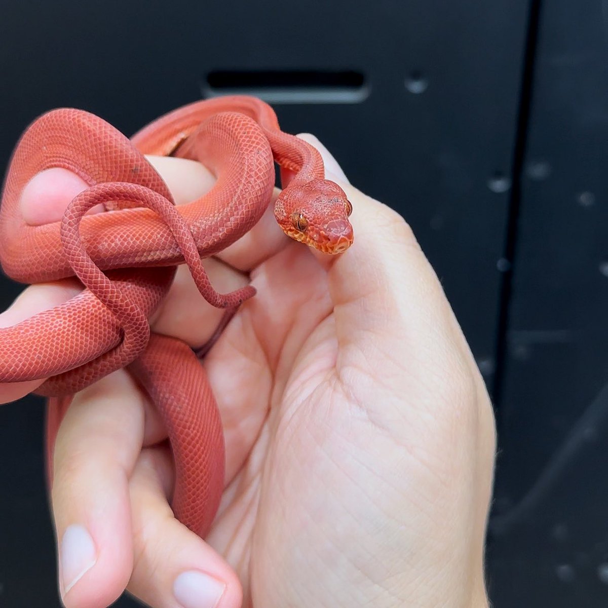 RED AF!!!! 

#amazontreeboa