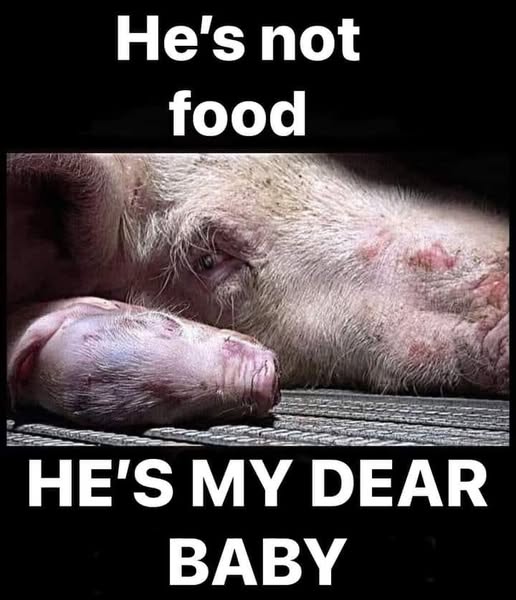 He is everybody's baby,  if owning a heart that beats.