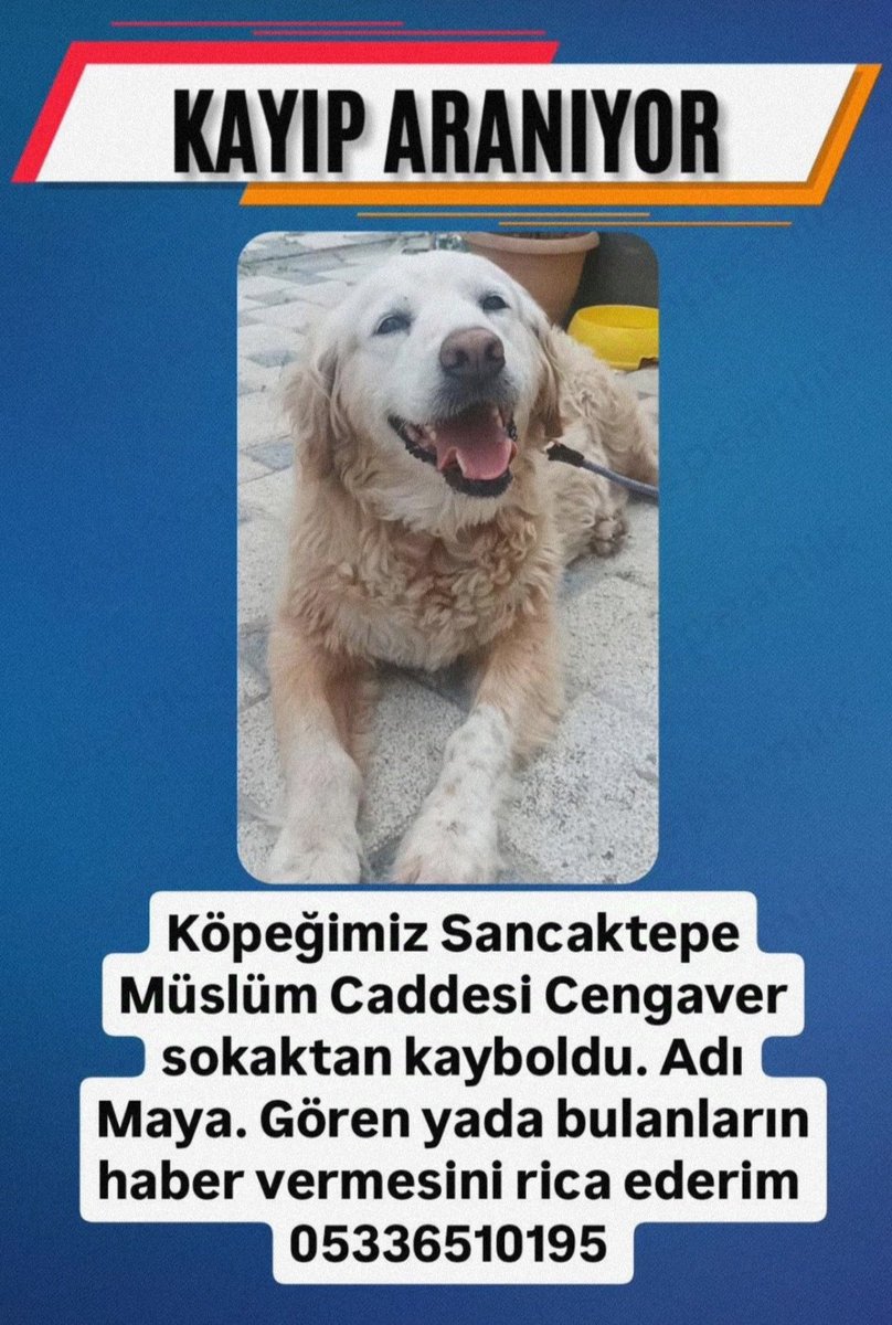 12 13 yaşında,şişman adı maya #sancaktepebel #kayip #kayipkopek #Sancaktepeanlik #kayıpkedi