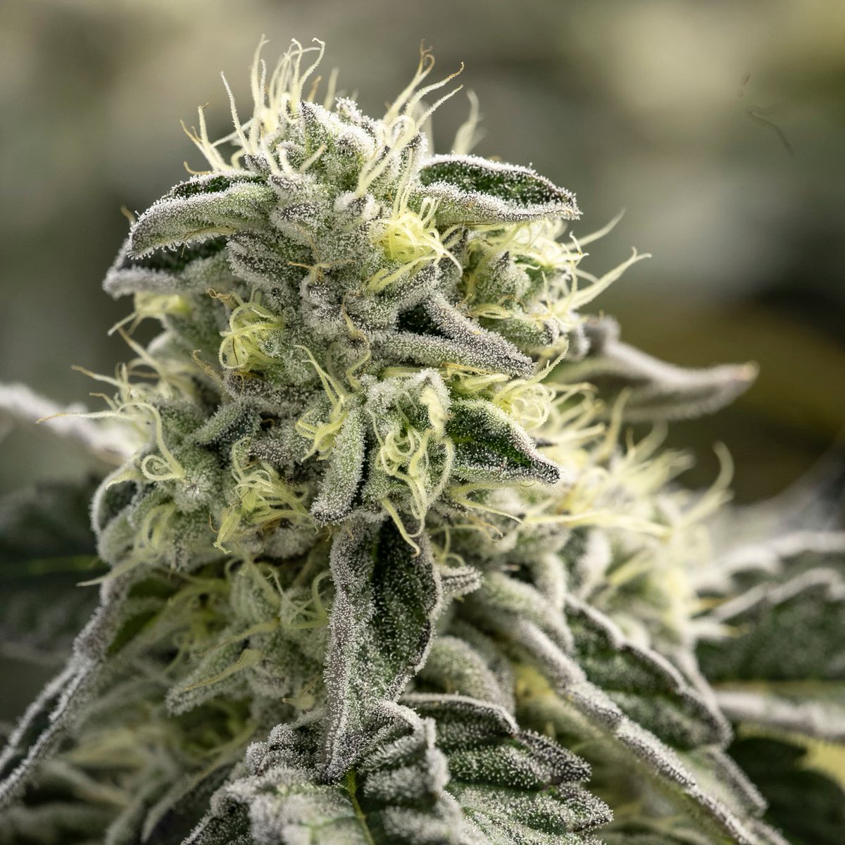 Broken Coast Cannabis tweet media