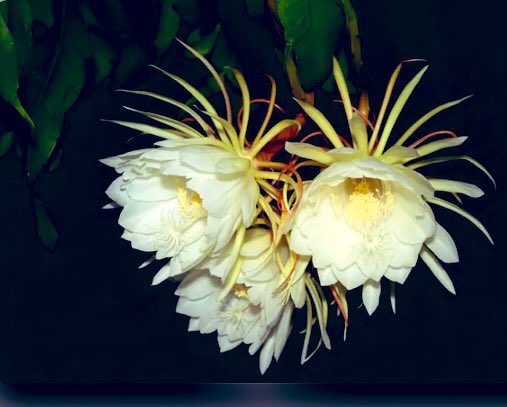 EileenPCarry's tweet photo. #FlowerPowerFriday
🌿*•

"#Queen of the Night" https://t.co/bc2ivHja99