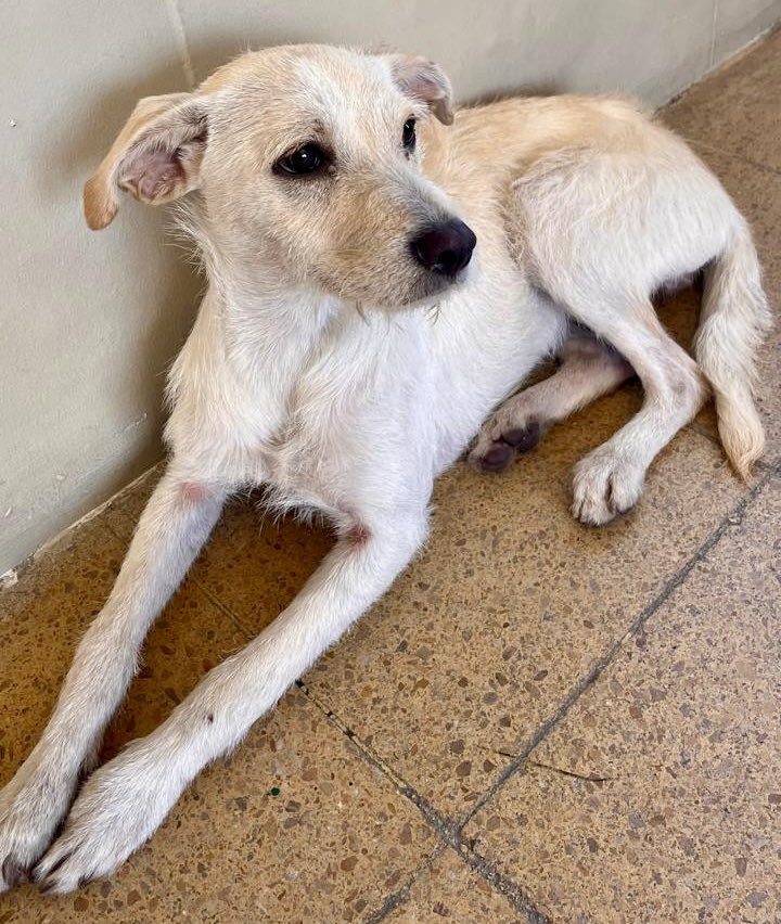 TransMilenio's tweet photo. ¿Lo reconoces? 🥺 Este peludito llegó en el servicio H15 al Portal Suba 🐾. Está sano y bien cuidado, seguro extraña a su familia.

Si sabes dónde está su hogar, déjanos un comentario o ayúdanos a compartir. ¡Hagamos que regrese a casa esta Navidad! ❤️ https://t.co/pIflTIDG0s