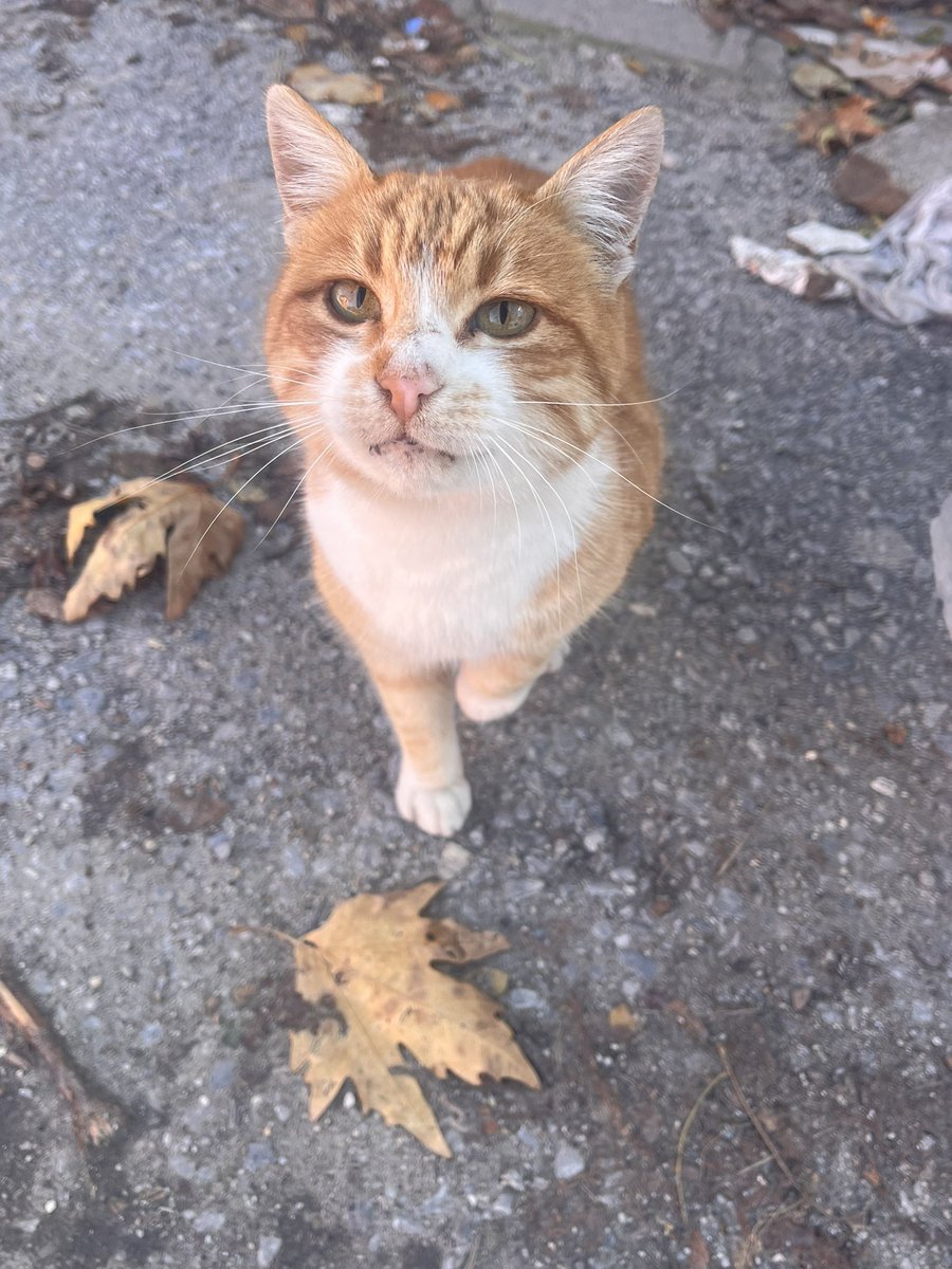 Kubus176's tweet photo. 🤍😻
#kedi https://t.co/yOE3wDIDh9