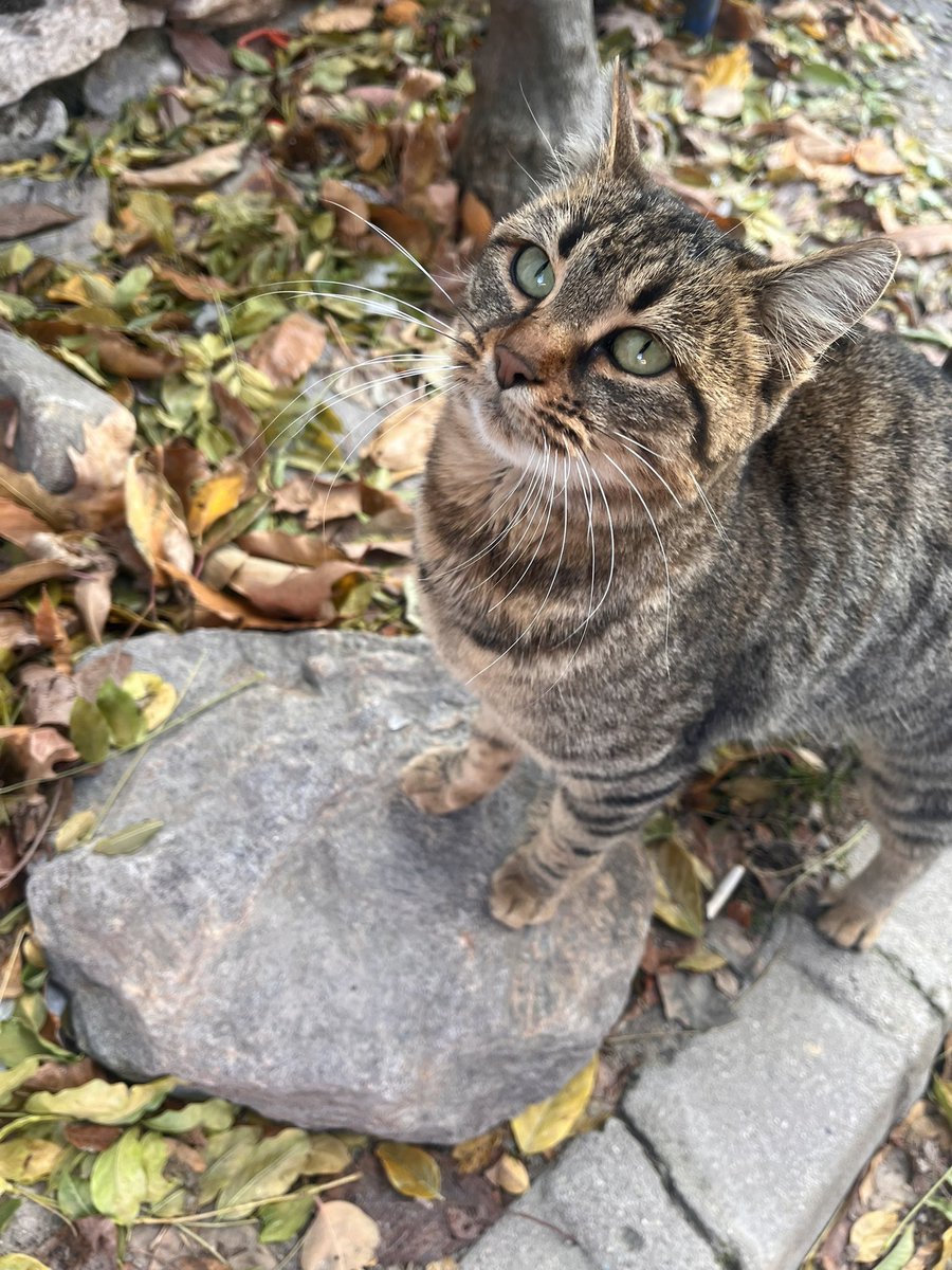 Kubus176's tweet photo. 🤍😻
#kedi https://t.co/yOE3wDIDh9
