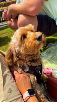 millypod1's tweet photo. ๐12 DEC 2024 #Lost HOVIS #ScanMe #Tagged
Golden Cockerpoo Male
Missing teeth on his left side
Ampfield Woods #Ampfield #Hampshire #SO51
https://t.co/zalpMtb64a https://t.co/TaSv4etuLR