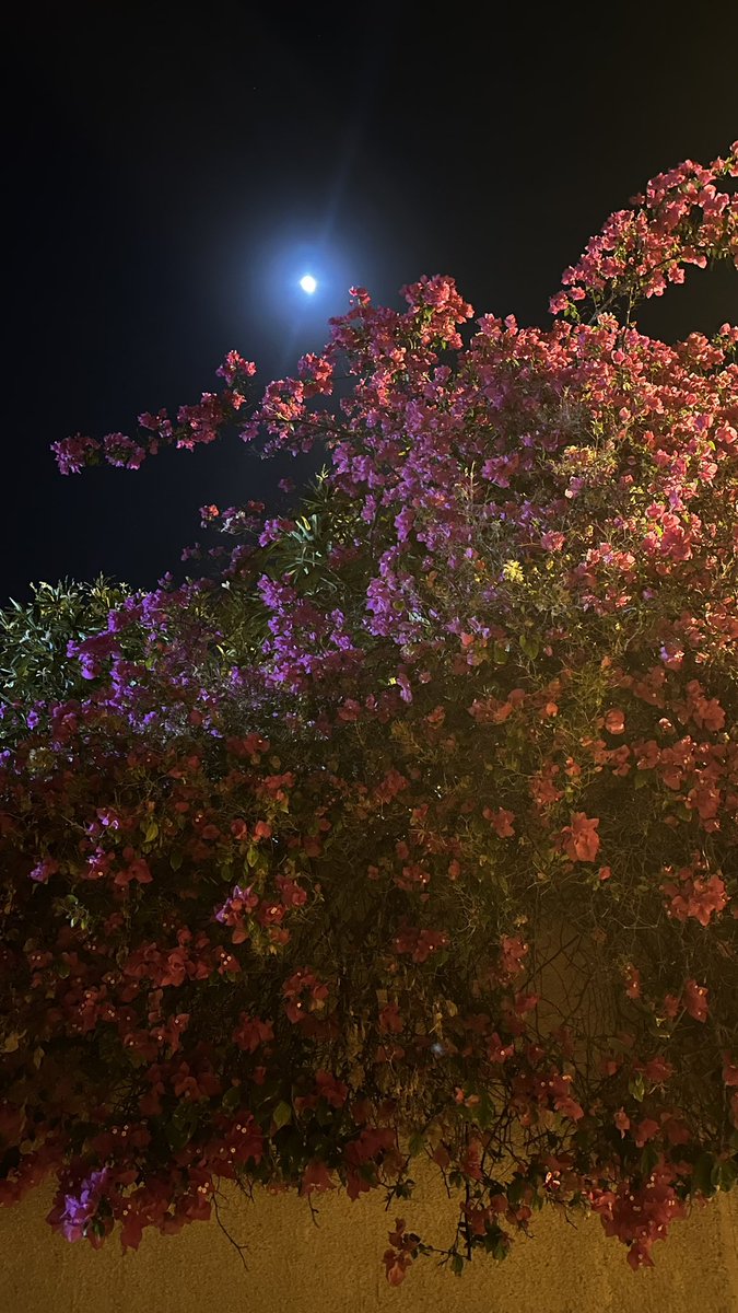 umalqasim93's tweet photo. .
.

رُبّما..
من الجميل ألّا نلتقي..
لتبقى أشواقنا ساخنةً
وانتظاراتنا وَجِلةً
لِنبقى مُتأهّبين
نغدر ب مساءات اللهفة
وتغدر بنا توقّعاتنا.

#اقتباس 
📸 🌸 https://t.co/O9SCZKAhuk