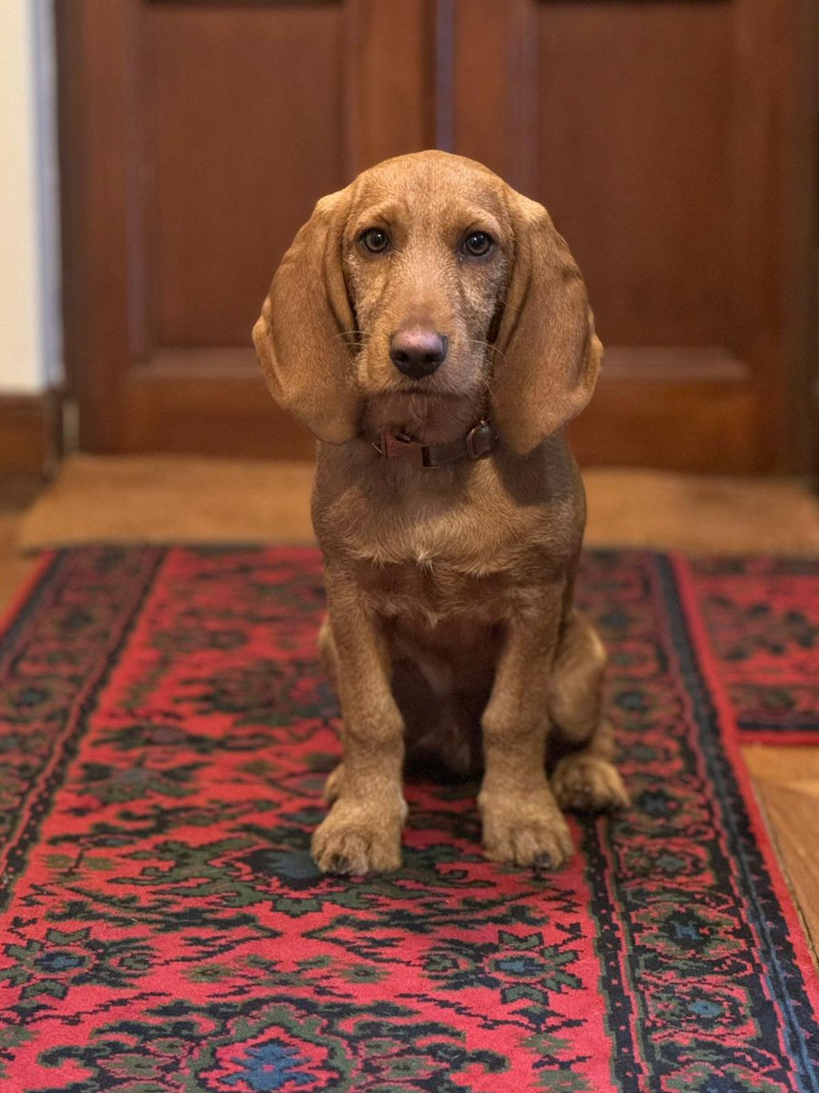 Julia_Contrea's tweet photo. ⚠️Jeune chien de 6 mois perdu dans le sud de #Fontainebleau, ce matin. Merci de faire circuler et de renvoyer vers moi au cas où. Il s'appelle Archie.⚠️#ForetdeFontainebleau #SeineetMarne #CarrefourduMontMerle #CarrefourduDaim #MontMerle https://t.co/bEutQO3Mco