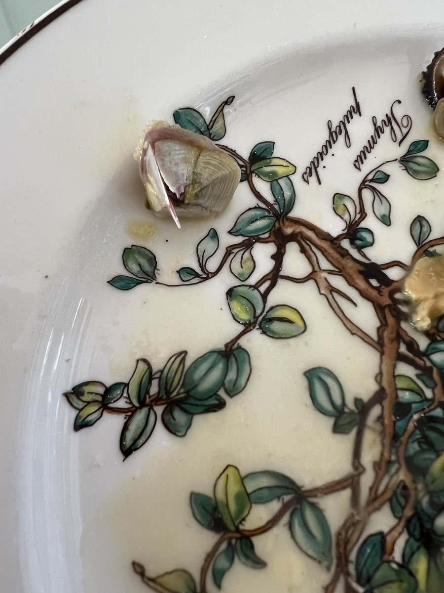 Sofia Sondervan tweet media