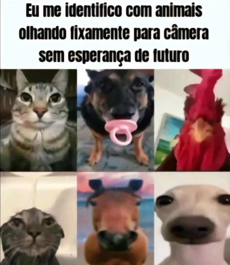memes pra quem tem baixa autoestima  (@autoestimaposts) on Twitter photo 