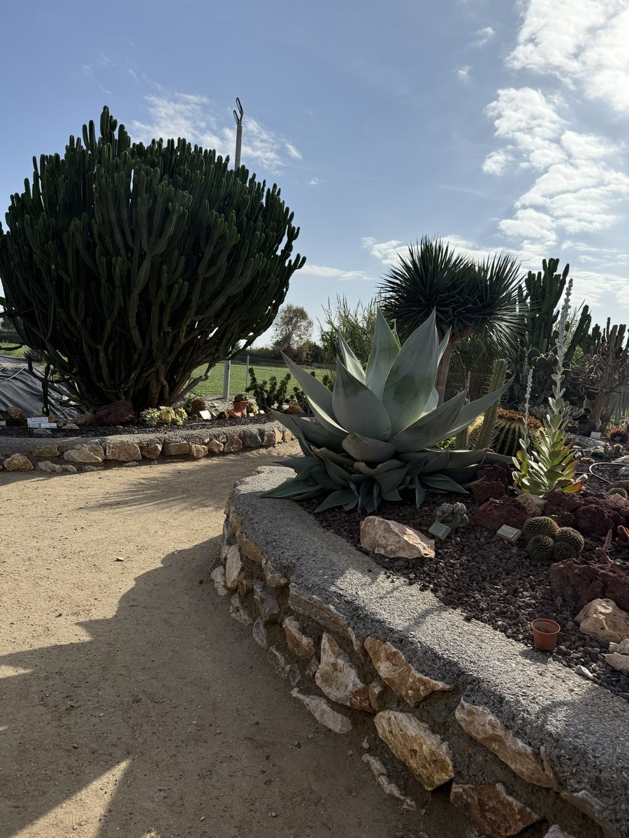 BadToxic's tweet photo. #Cactus #garden in #Motril (#ship #NorwegianPearl).
#parque #JardinDeCactus #park #cactus #Kaktus #Kakteen #cactusLover #cactusPark #spiky #stachelig #KaktusGarten #Garten #cruiseShip #cruise #Kreuzfahrt #Schiff #vacation #Urlaub @umiizza #NowegianCruiseLine @CruiseNorwegian https://t.co/JIRyec0pVV