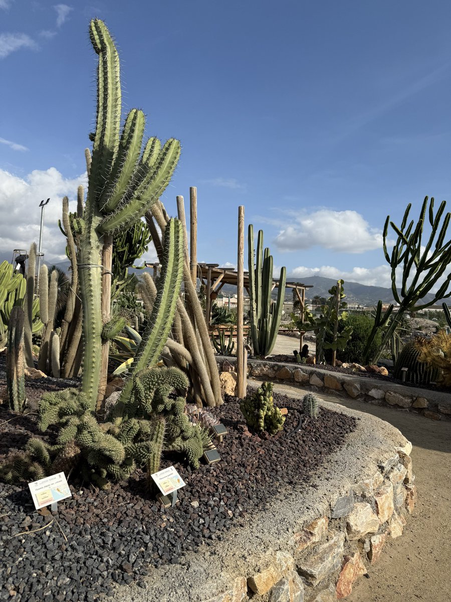 BadToxic's tweet photo. #Cactus #garden in #Motril (#ship #NorwegianPearl).
#parque #JardinDeCactus #park #cactus #Kaktus #Kakteen #cactusLover #cactusPark #spiky #stachelig #KaktusGarten #Garten #cruiseShip #cruise #Kreuzfahrt #Schiff #vacation #Urlaub @umiizza #NowegianCruiseLine @CruiseNorwegian https://t.co/JIRyec0pVV