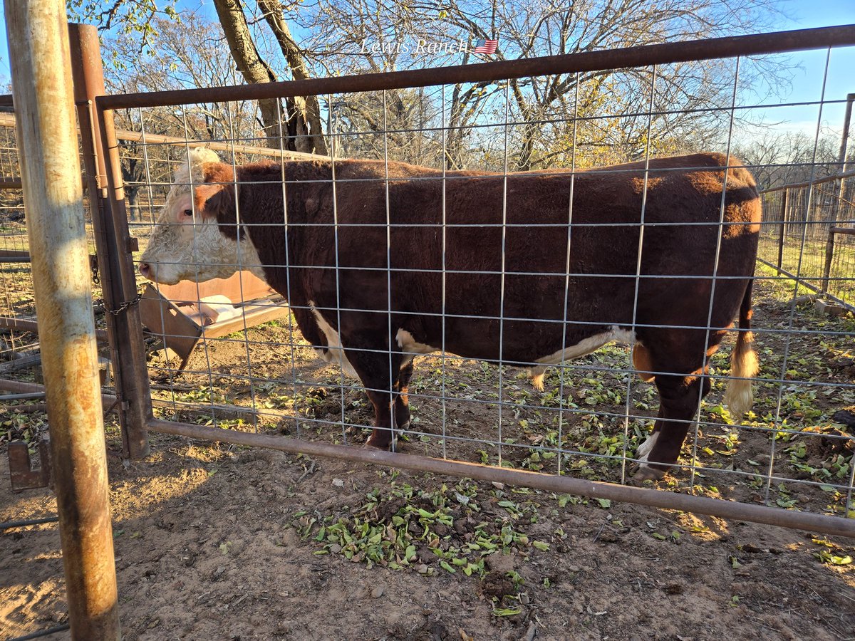 MightyBuckDuckD's tweet photo. How long do you keep a herd bull on average?
#CattleTalk #RanchLife #Hereford #bulls https://t.co/eJ20vn6GQC