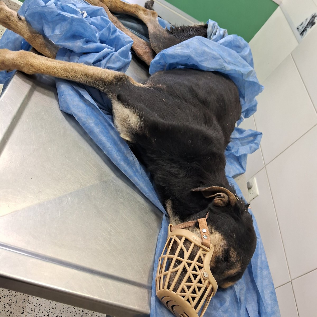 👉🏻♦️TOCAMOS FONDO♦️👈🏻

Estamos con deuda en la Veterinaria de 600mil pesos. Compramos alimento para los perros pero no tenemos como pagar la veterinaria ni como afrontar los gastos de medicación de los que ya estan. Tenemos solo 48mil pesos en las cuentas del Refugio