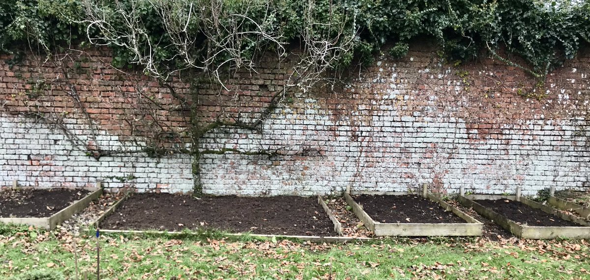 keithtesterliv1's tweet photo. A dull and dank day here at the Manor House. Got some more winter digging done on the side beds which warmed me up! Broad beans have poked through. #manorhouse #walledgarden #winterdigging #vegetablebeds #broadbeans https://t.co/swVWGV6hNz