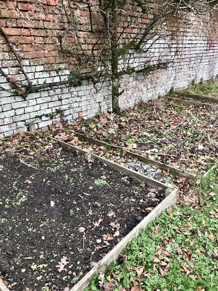 keithtesterliv1's tweet photo. A dull and dank day here at the Manor House. Got some more winter digging done on the side beds which warmed me up! Broad beans have poked through. #manorhouse #walledgarden #winterdigging #vegetablebeds #broadbeans https://t.co/swVWGV6hNz