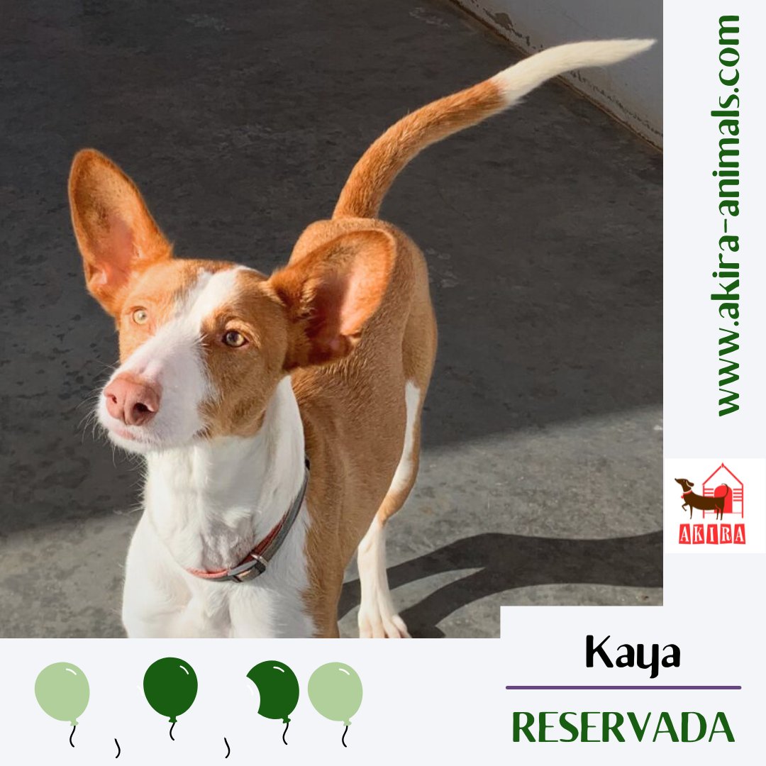 #retweetsrock as thanks to you guys another dog has been reserved to start a new life in Germany. <a href="/MillieOTLFP/">Millie🐾🌈Run free Bestie PixieTooth🐾🌈</a> <a href="/LisaClareRead2/">Lisa Clare Read 💙</a> <a href="/Marlene59165254/">Marlene R</a> <a href="/WittmanHelga/">hel wittman</a> <a href="/PicklesBottom/">PicklesBottom 👑 #BelieveInTzuKingdom #BeKind 👑</a> <a href="/Pixie_Tooth/">Pixie Tooth 🌈💔</a> <a href="/emptieinside/">Rikki ixi pixi</a> <a href="/Penny2449/">Penny</a> <a href="/catgirl321/">Nutmeg's Crew🌻🇺🇦</a> <a href="/Nightowl400/">Owly</a> <a href="/Elliebelle90200/">Chrissie</a>