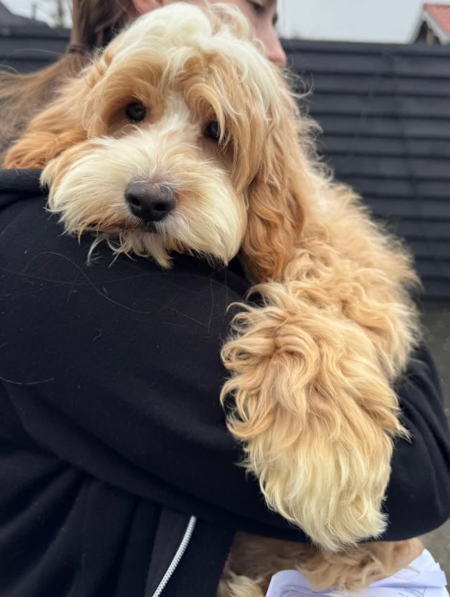 Please share 

Absolutely flabbergasted that this dog was FOUND on Monday 9th December in St. Annes Road/Thoby Priory, Mountnessing and no one has reported missing as at 12th December.  Have not seen any FB posts and nothing on DogLost as these have been checked, (before you