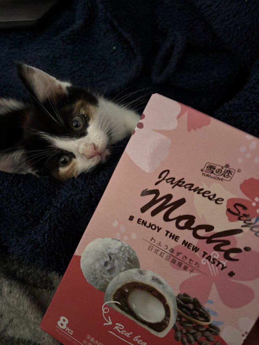Meet Mochi 💕🐾✨