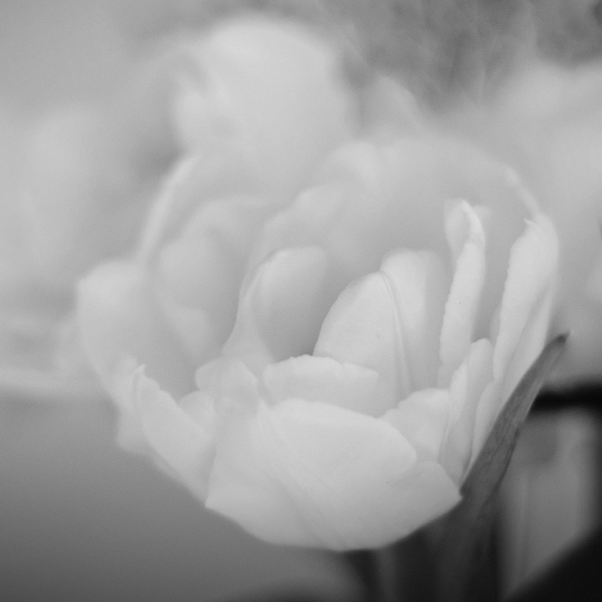 luminapoetry's tweet photo. Heartbeat to heartbeat,
as love #propagates love
every moment, every hour
with you is a life flowered.
#vss365 https://t.co/IN28OsHDNP
