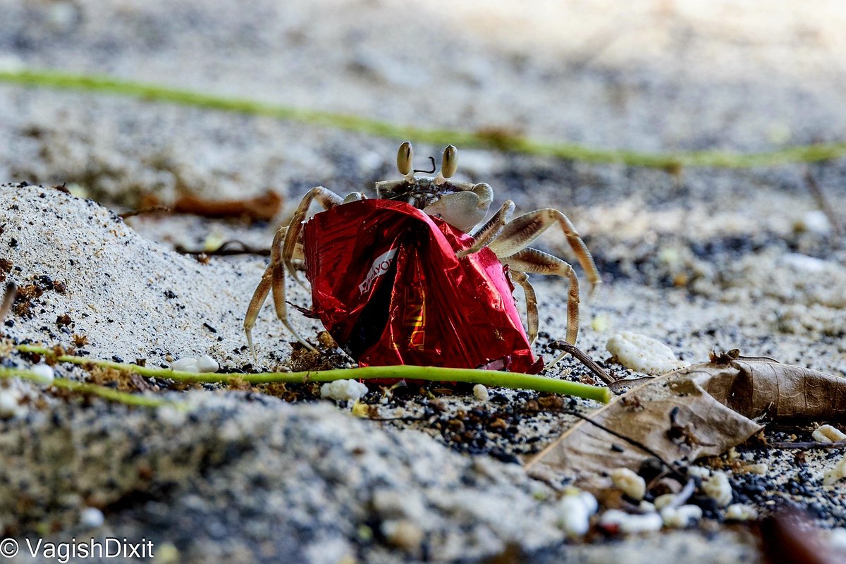 Vagish Dixit (@vagish_dixit) on Twitter photo A crab 'removing' a plastic sachet from a beach in Northern Sulawesi, Indonesia. Littering is a menace & needs to be dealt with a firm hand.
<a href="/ALPLApackaging/">ALPLA</a> <a href="/paceindiaorg/">PACE India</a> <a href="/FollowCII/">Confederation of Indian Industry</a> <a href="/IIP_Packaging/">Indian Institute of Packaging (IIP)</a> A crab 'removing' a plastic sachet from a beach in Northern Sulawesi, Indonesia. Littering is a menace & needs to be dealt with a firm hand.
<a href="/ALPLApackaging/">ALPLA</a> <a href="/paceindiaorg/">PACE India</a> <a href="/FollowCII/">Confederation of Indian Industry</a> <a href="/IIP_Packaging/">Indian Institute of Packaging (IIP)</a>