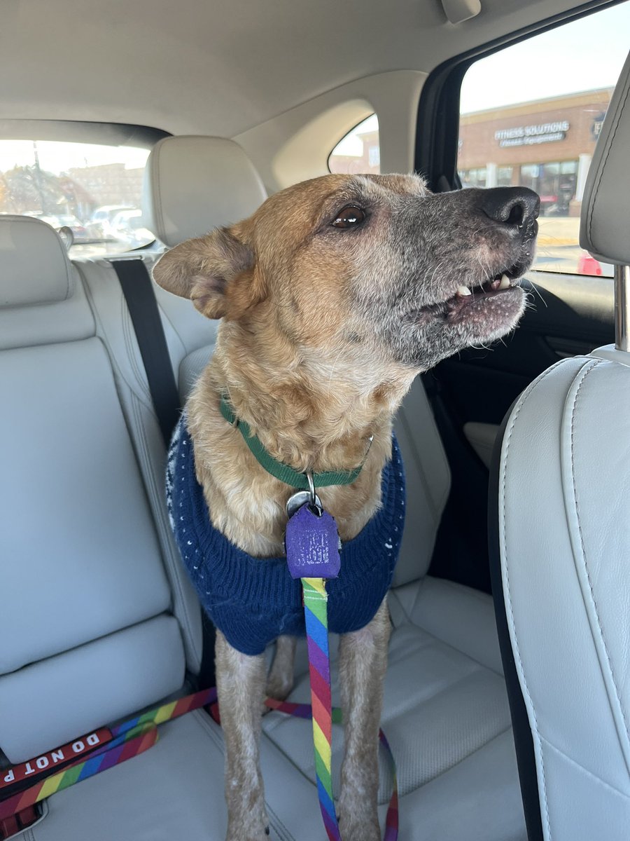 Suze, Annie, and DIPPER tweet media