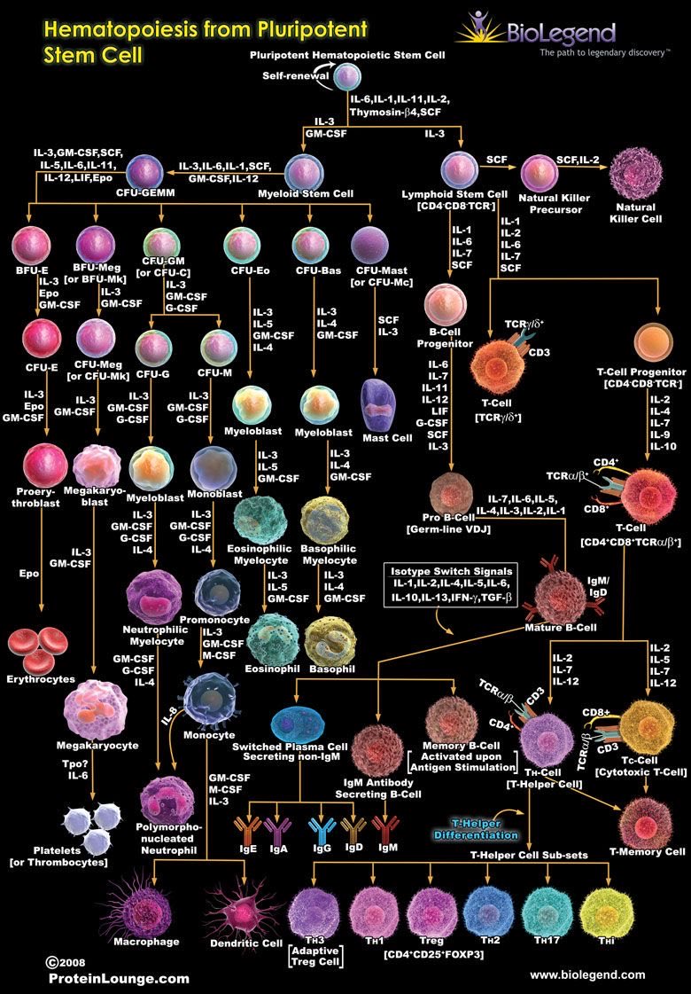It all started with one cell