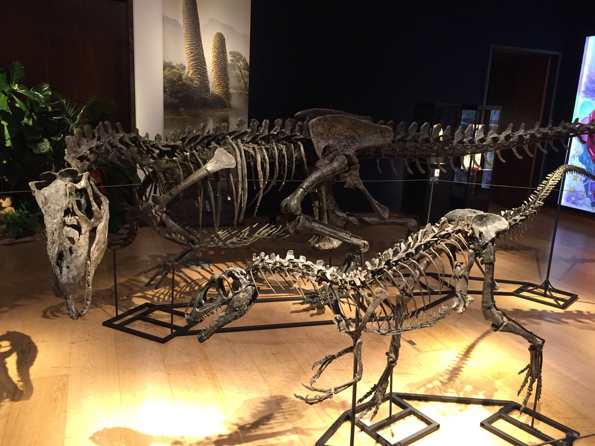 ZenosParadox3's tweet photo. The first time dinosaurs have been sold at Christie's for 260 years...

#christies #auction #dinosaur #stegosaurus #allosaurus #fossil #jurassic #classicweek https://t.co/AU6ww8hmgW