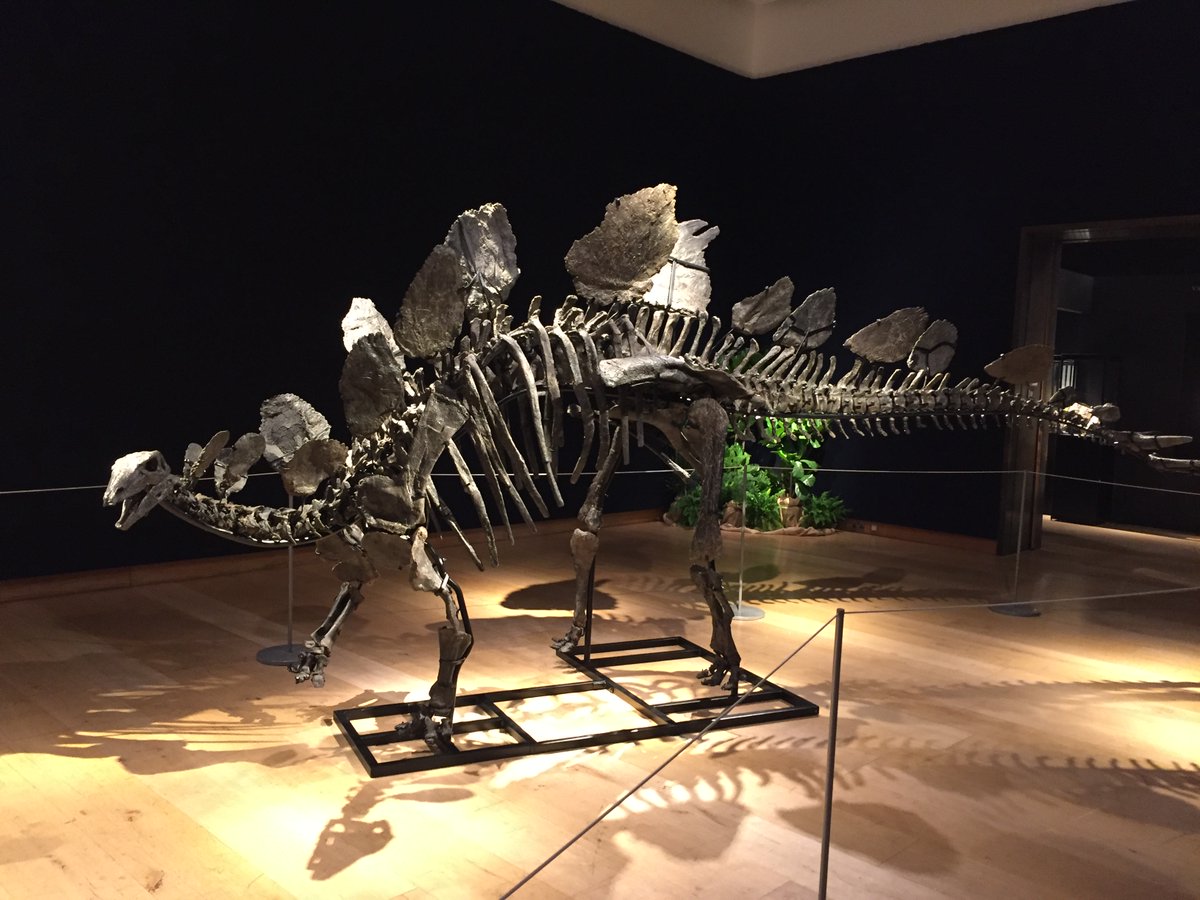 ZenosParadox3's tweet photo. The first time dinosaurs have been sold at Christie's for 260 years...

#christies #auction #dinosaur #stegosaurus #allosaurus #fossil #jurassic #classicweek https://t.co/AU6ww8hmgW