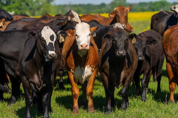 Beef cattle producers, take note! A new modernized database tool is here to help you make critical financial decisions and boost your business.
Learn how this tool can streamline your decision-making process:
agrilifetoday.tamu.edu/2024/09/25/mod…