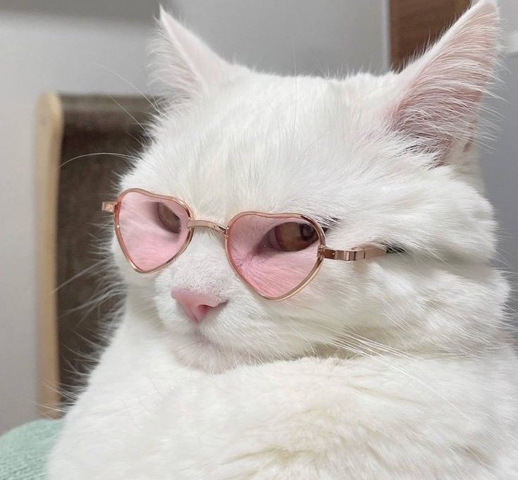 botmeowgi's tweet photo. Who is this diva? https://t.co/kJAxHFwJT3