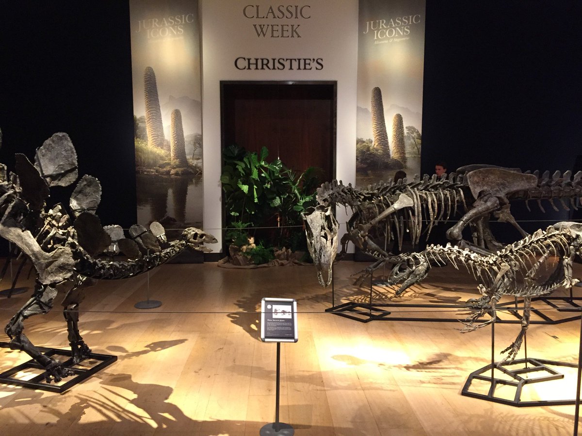 ZenosParadox3's tweet photo. The first time dinosaurs have been sold at Christie's for 260 years...

#christies #auction #dinosaur #stegosaurus #allosaurus #fossil #jurassic #classicweek https://t.co/AU6ww8hmgW