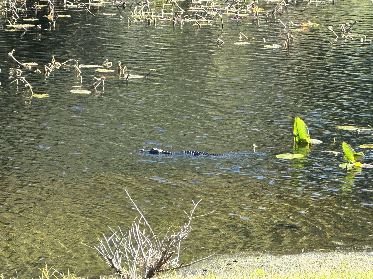 Just a little swamp puppy chillin in the backyard pond. #FloridaThings